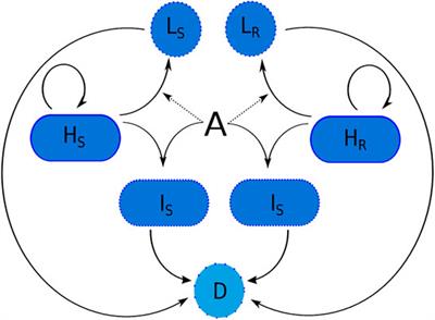 Mathematical Modelling of Pseudomonas aeruginosa L-forms Reveals Complex Interplay Between Host Defence Mechanisms and Putative Treatments